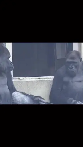 ❤️‍🔥#monkey #chimpanzee #viral #funnyvideos #Love #romance 