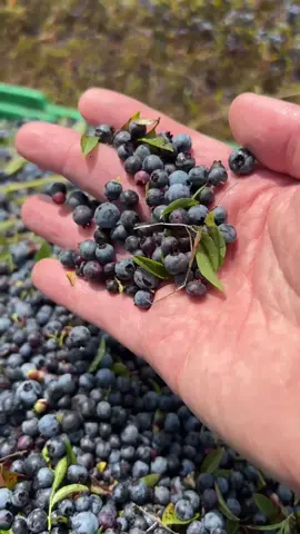 wild blueberries being raked by hand at @Wyman’s is THE most-satisfying thing you can watch 💙 #FoodNetworkFinds