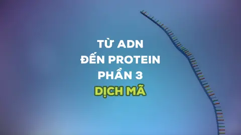 Dịch mã (Từ ADN đến Protein - Phần 3) #toiyeusinhhoc #sinhhoc #biology #Science #ilovebiology #ADN #protein #dichma #LearnOnTikTok