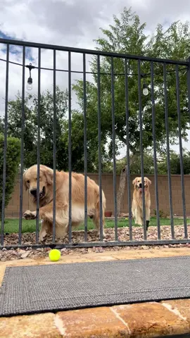 Blues attempts part 2. #goldenretriever #goldenbros #blue #tub #Siblings 
