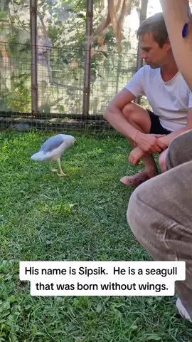 His name is Sipsik.  He is a seagull that was born without wings. @Stas Melocoton 