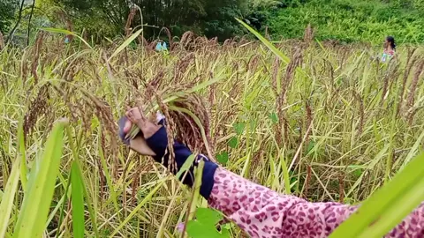Traditional Way of Harvesting Upland Rice  #buhayprobinsya #tiktok #fypシ #fypシ゚viral #rice #traditional #foryou 