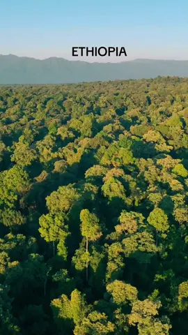 #Beauty Of #Ethiopia  Video Credit:Ethiopian wildlife  . . . #ethiopianwildlife #africanwildlife #ethiopianbeauty #beautyofethiopia #beautyofafrica #ethiopiantiktok #EthiopianAdventures #NatureInEthiopia #cultureblend  #DiscoverEthiopia #HiddenGemsEthiopia #waterfallmagic  #exploreethiopia 
