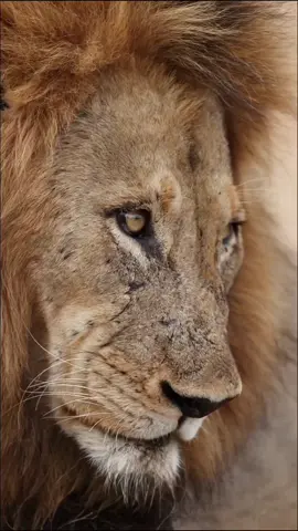 I love to film the felines 🦁🐆❤️ #nature #wildanimals #wildlifephotography #CapCut 