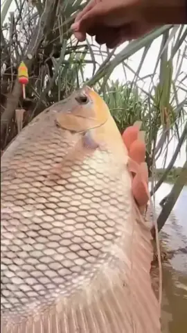 mancing liar gurame di sungai#mancingliar #umpanjitu #essenikan 