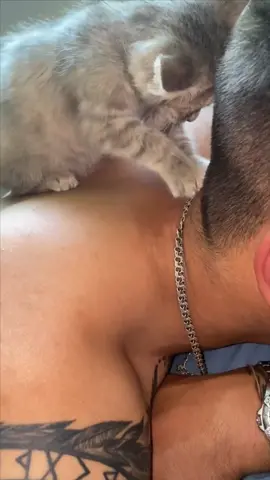 Best cat massage therapy #funnycats #catsoftiktok #cat #catmassage 