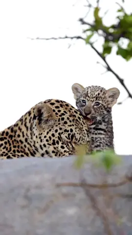 The River Rocks female at MalaMala Game Reserve is at the mercy of a terrifyingly hostile leopard 👀🐆😂 🎥: MalaMala Game Reserve & Jaco Joubert