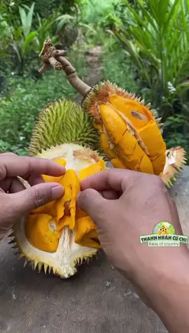 Giống sầu hiếm ở Indonesia  #durian#tráicâyđộclạ #sầuriêng #thanhnhãncủchi 