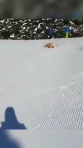 The end 🤣🤣 #funny #funnyvideos #animals #pet #dog #cat #viral #fyp #foryou #haha 