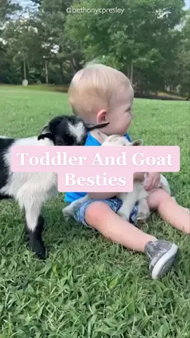 How sweet is this boy's friendship with his baby goats🥹💞 #goats #friendship #kids #cute #fyp 