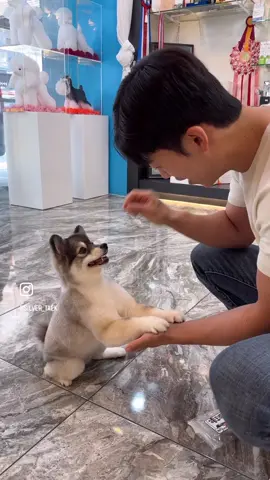 미국에서 한국은 처음 와본 유키와의 추억❤️ Memories with Yuki❤️ #곰돌이컷 #애견미용사 #애견미용학원 #강남애견미용 #역삼동애견미용 #애견미용