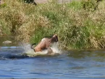 wildebeest and crocodiles #tiktok #animal #wildanimals #animalworld #fyp 