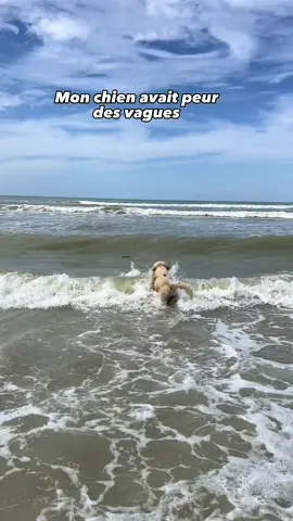 Trop fiere de lui 💪🏽 #goldenretriever #fyp #foryou #pourtoi 