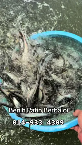 Hi boss🙋🏽‍♂️ Benih ikan Patin saiz 4inci-5inci Lokasi-TEMERLOH/PEKAN /JERRANTUT/PAHANG/PEKAN #benihikan #benihikanpatin #ikanpatin #anakpatin #benihpatin #benih #ikankecil #ikanbaby #fish #ikanpatintempoyak #cantikikan #delivery #selangor #perak #pahang #whatsapp #ordernow