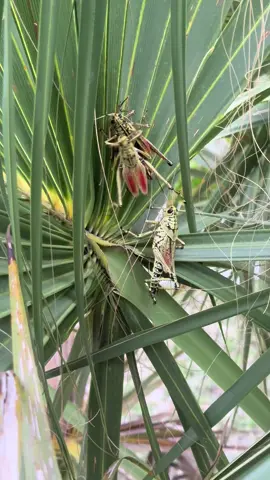 I guess i have just become the middle man for Florida and the rest of the world… 😂 #Stackz954 #FloridasFavorite #ExoticExpress #Florida 