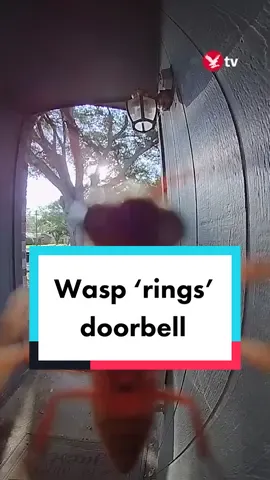 A Ring doorbell camera captured the bizarre moment a wasp flew onto the lens of the security device and activated the sensor, before promptly flying away. 30-year-old Alex Gomez captured the footage while he was relaxing at his home in Dallas, Texas. #fypシ #fy #fyp #viral #trending #world #usa #wildlife 