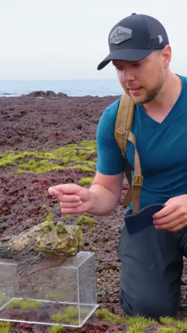 Stonefish Sting Test #fy #fypシ #viral #fish #fishing #gofishing #explorepage #tiktok