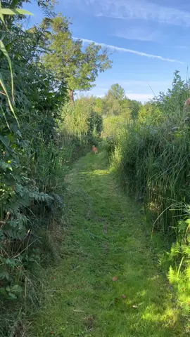 Life is good ♥️ #adventurecat 