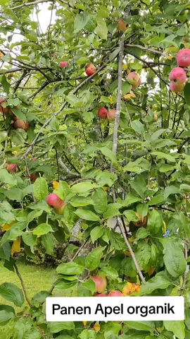 Punya tanaman organik resiko nya jadi punya banyak penghuni yg tidak diundang.  Tapi keuntungan nya adalah kesehatan jangka puanjaaaaannggggg 🍎🍏