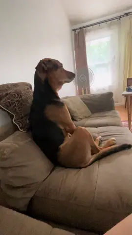 🥲 #dog #dogsoftiktok #dogs #dogmom #dogtok #fyp #fypシ 