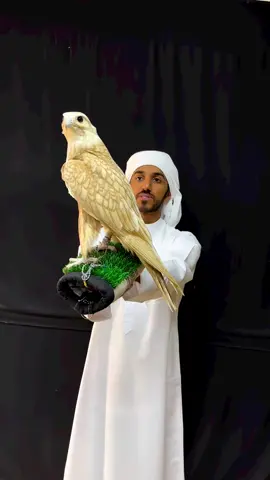 صقر حر نادر ذهبي &فالكون&saker falcon