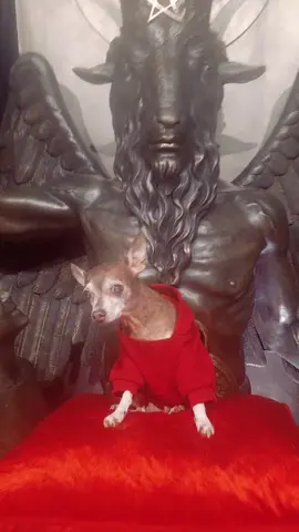 furry friends are welcome at the Salem Art Gallery at the Satanic Temple! and yes, the red pillows are specifically used for photos of your fur baby on the Baphomet Statue. Just ask and we will supply them for you 💖 #dogsoftiktok #cutedogs #baphometstatue #satanictemple #salemartgallery #salemma 