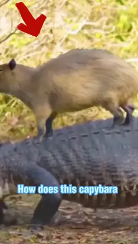 Capybaras the FRIENDLIEST ANIMAL? 😱😱#foryou #animal #AnimalFacts #capybara
