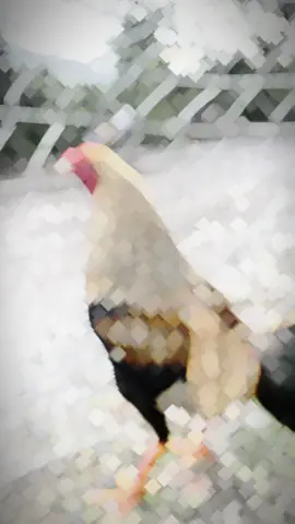 Hàng này không biết sợ ..!🤪  #gàchọi#gàthomo#capcut#xuhuong 