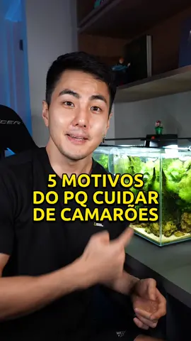 motivos que vai te fazer querer ter um aquario cheio de camarões