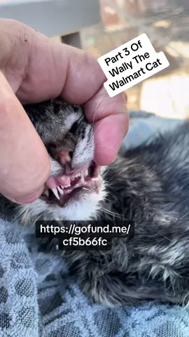 Part 3 Wally The Walmart Cat. #help #gofundme #hurtcat #kittysoftiktok #straycat #helpkitty #helpingthestrays #helpthecats #Walmart #crowdfunding #linkinbio #duet #duetthis 