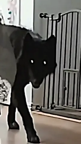 Black Wolf🖤.                                      #viral #wolf #wolfedit #blackwolf #blackwolfedit #plzgoviral❤ #foryou #fypシ #nighthowlers #nighthowlerspack #wolves #wolvesedits #wolvespack🐺 