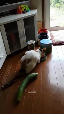 Hilarious - Cats Startled by Cucumbers 🐱🥒😂 #CatsVsCucumbers #StartledKitties #FunnyReactions #WholesomeEntertainment #CucumbersPrank #FelineSurprises #FYP 