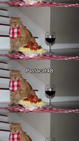 #stitch with @Shatter Lasi can u believe it alredy ben 1 year of Pastacat48 #trending #cat #catsoftiktok 