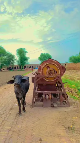 #viral #viralvideo #pindaAly 