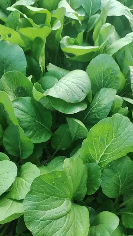 Sawi hijau caisim #berkebun #kebunsayur #sawihijau 