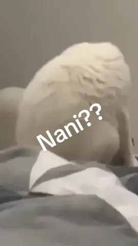 cat : Nani 🤣#meme #animail #foryou #trendiing #pet #cute #cat 