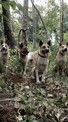 🤠#anjingpemburu#anjing#anjingkampung#moro#bagong#porbi50kota #porbisulsel #porbijawabat #porbimarenten #porbiindonesia #porbiciamis #porbitasikmalaya 