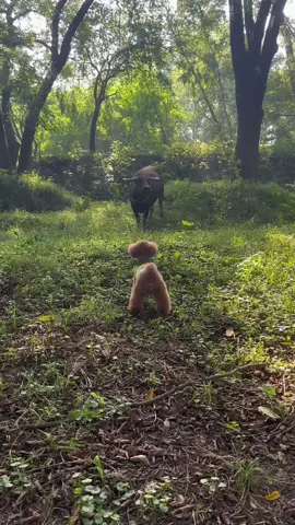Chuyên mục thách thức bạn trẻ tên trâu 😌 #cute #dog #fyp #xh #pet #poodle #cunyeu #thucung #funny #bunquystoc 