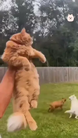 Fly with the wind :D #catsoftiktok #cute #funnymoments #foryou #trending #fypシ #bigvina 
