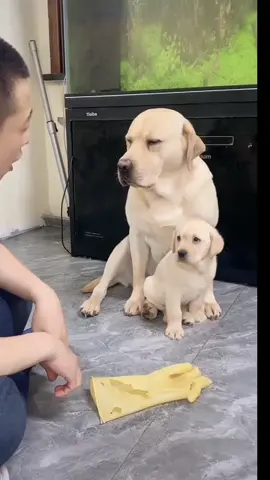 #dog #cute #funnydog 