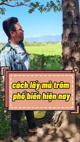 cách lấy mủ trôm phổ biến hiện nay #thachmutrom #mutrom #nongsan #dacsanphanrang #mutromsach 