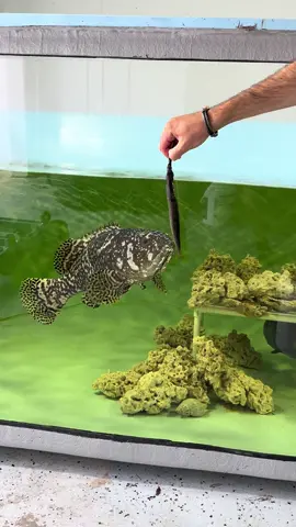 Pots loves a good ballyhoo #fish #fishguy 