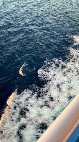 Mengsenja #nttpride🏝🔥 #foryou #fyp #lagutimur #timurpride #dharmarucitra8 #sunset #glensebastian #zyxcba 