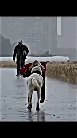 Watch till the end #respect #amazing #likeaboss #fyp 