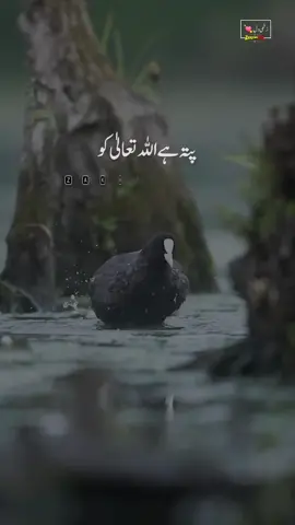 اللہ تعالیٰ کو آپ تین عادتیں بہت پسند ہیں  Deen Ki Batein by @Zee_art 