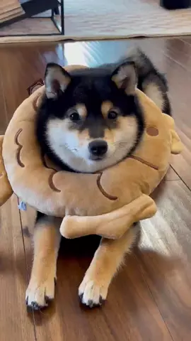 曼玉体检记#littlemanyu #shiba #dogsoftiktok #cute 