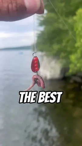 Best Bait For Panfish and More!! #fyp #viral #abcxyz #fishing #bestbait 