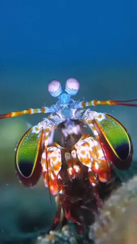 Is this the coolest shrimp in the ocean? Beautiful but deadly, this Peacock Mantis Shrimp has a punch that is one of the fastest movements in the animal kingdom. Allowing it to break shells and dismember crabs. #followme #digit #animallife #peacockmantisshrimp #ocean #underwater #nature #amazing #hitlike #doit #ifyourecool #fastestpunch 