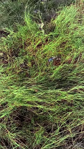 Sang raksasa Garuda#17agustus #dirgahayuindonesia #agustusmerdeka #merdeka #kemerdekaan #garuda #garud #indonesia #fyp #fypシ #foryoupage #fvx #blender3d 