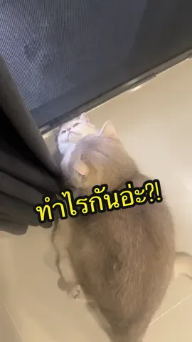 หมอนวดคนนี้ทำงานเกินชั่วโมงสุดๆ🤣🤣🤣  @FORGI FORFUN  #forgiforfun #ครอบครัวตัวฟอร์ #สวนสัตว์tiktok #รู้จากtiktok #tiktokuni #longervideos 